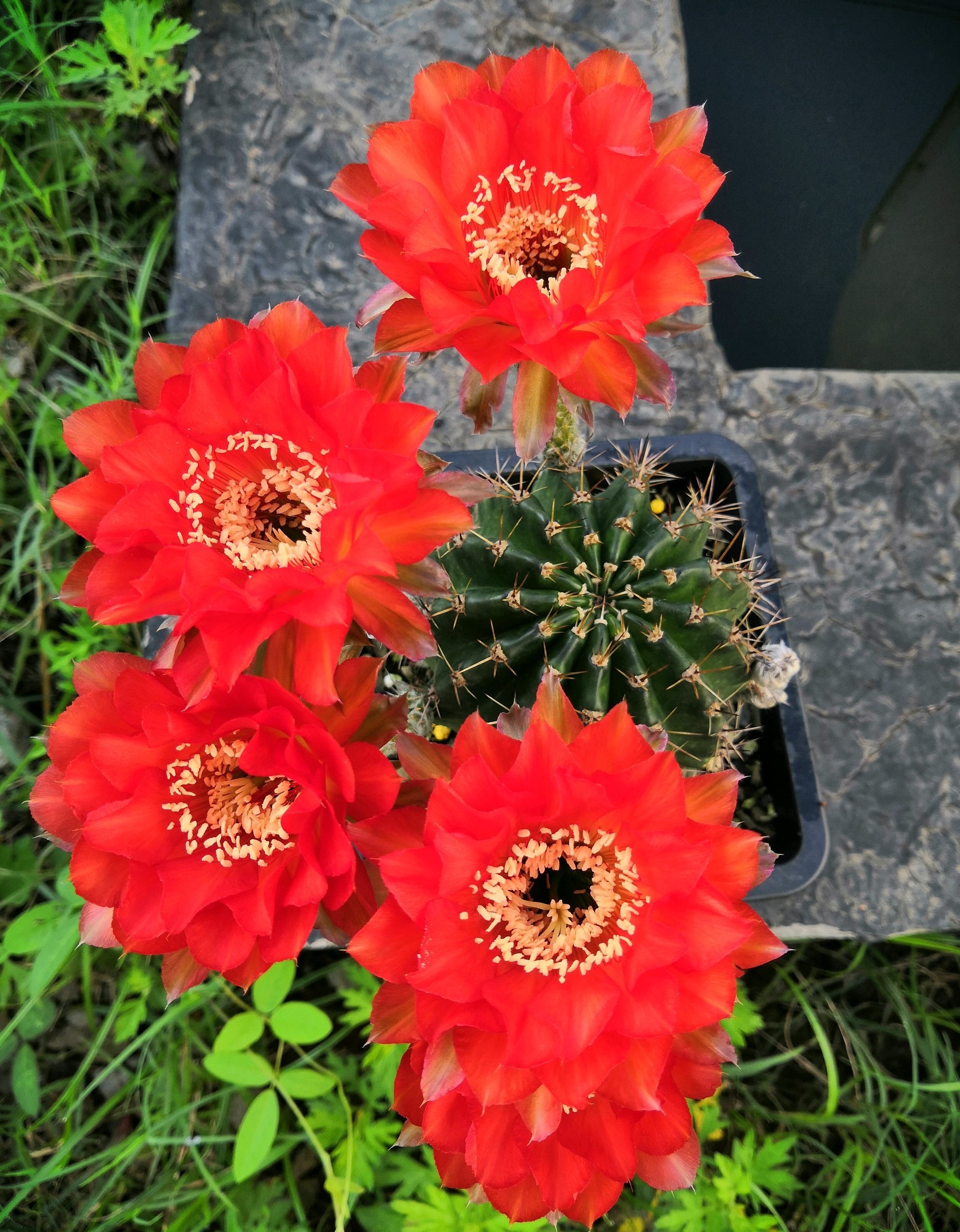 一款超"喜庆"的仙人球,花径13厘米,鲜艳大红色,每年多季绽放