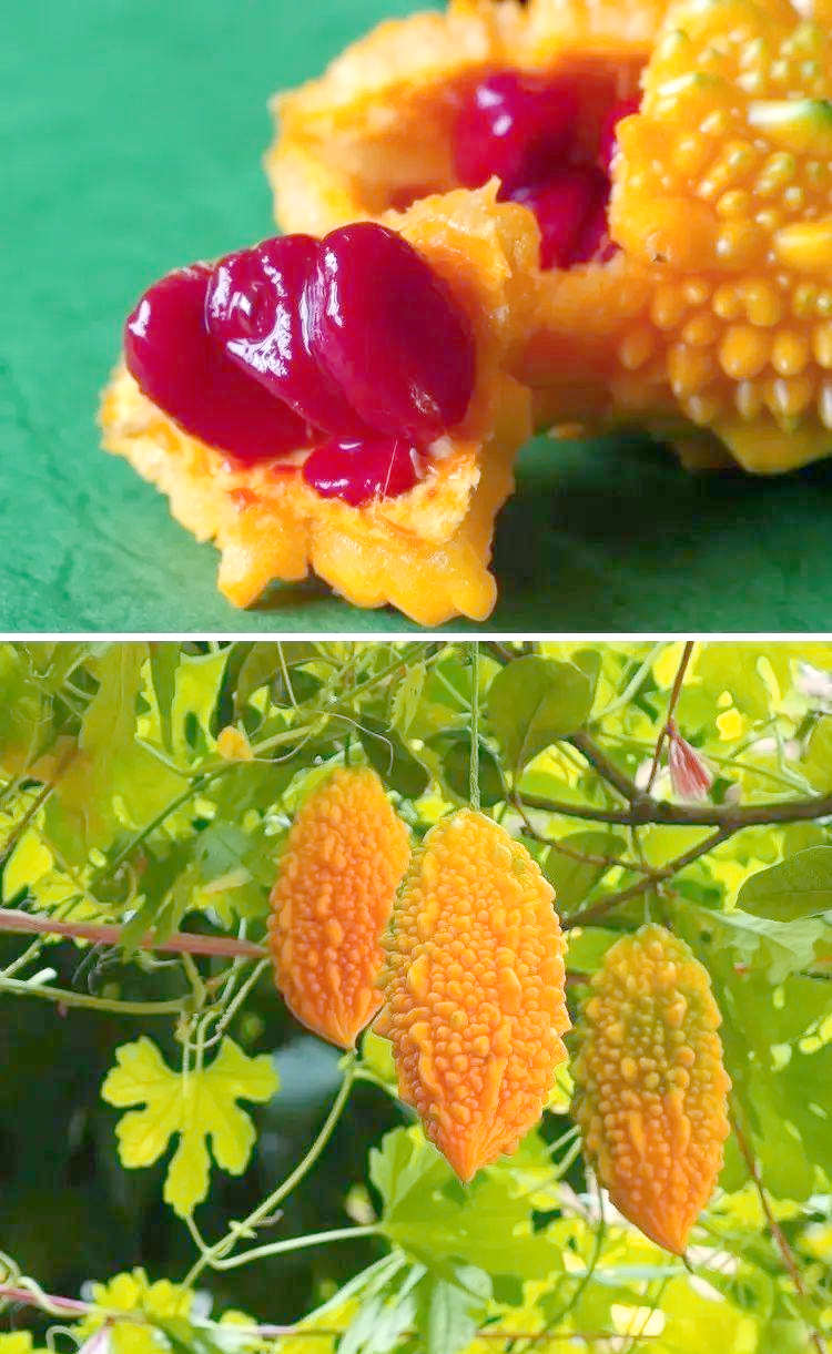 苦瓜籽:从废物到养生的新宠