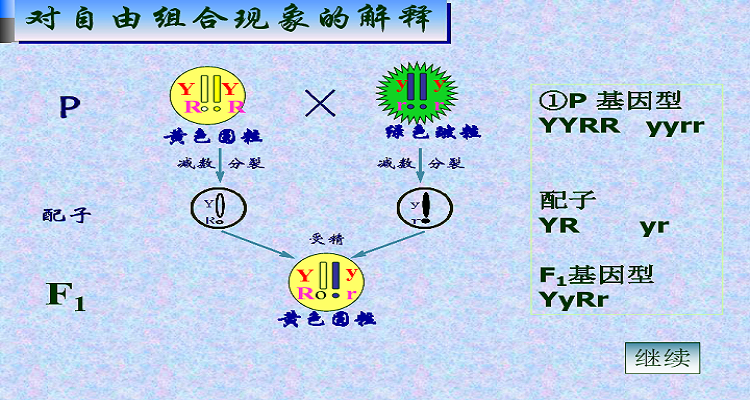 自由组合定律示意图图片