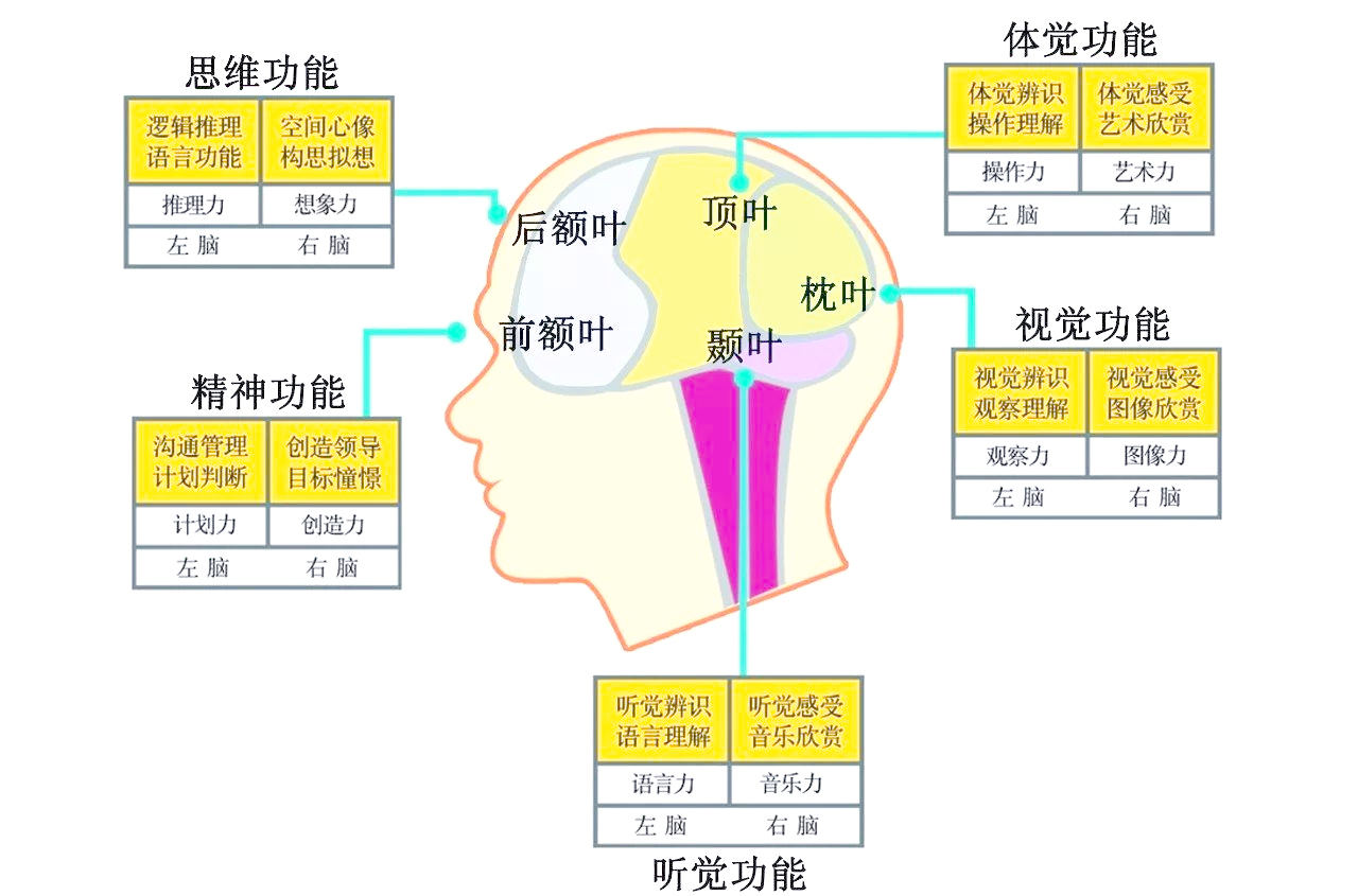 探索大脑结构与功能:从神经细胞到脑沟