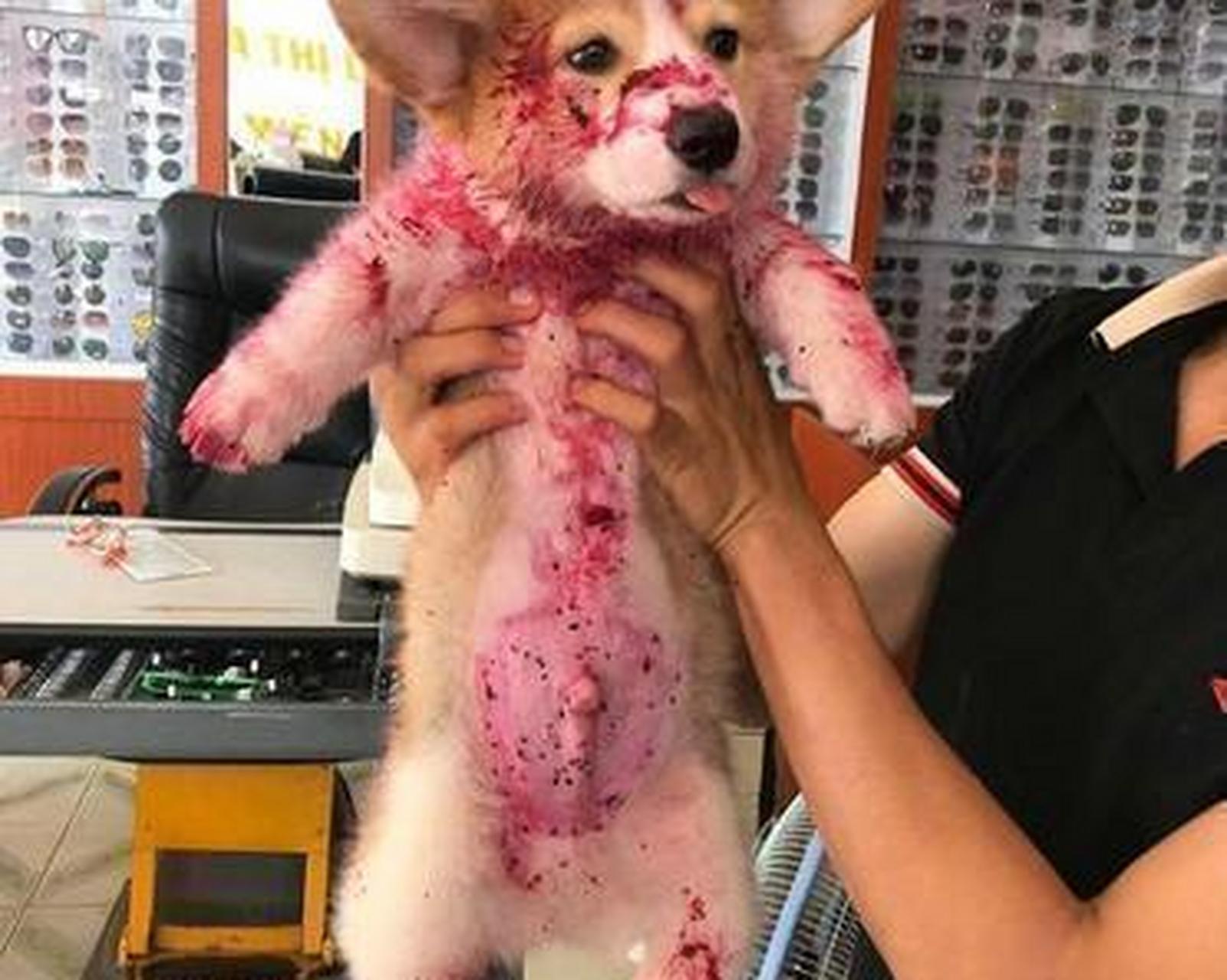 一只偷吃火龙果的狗子