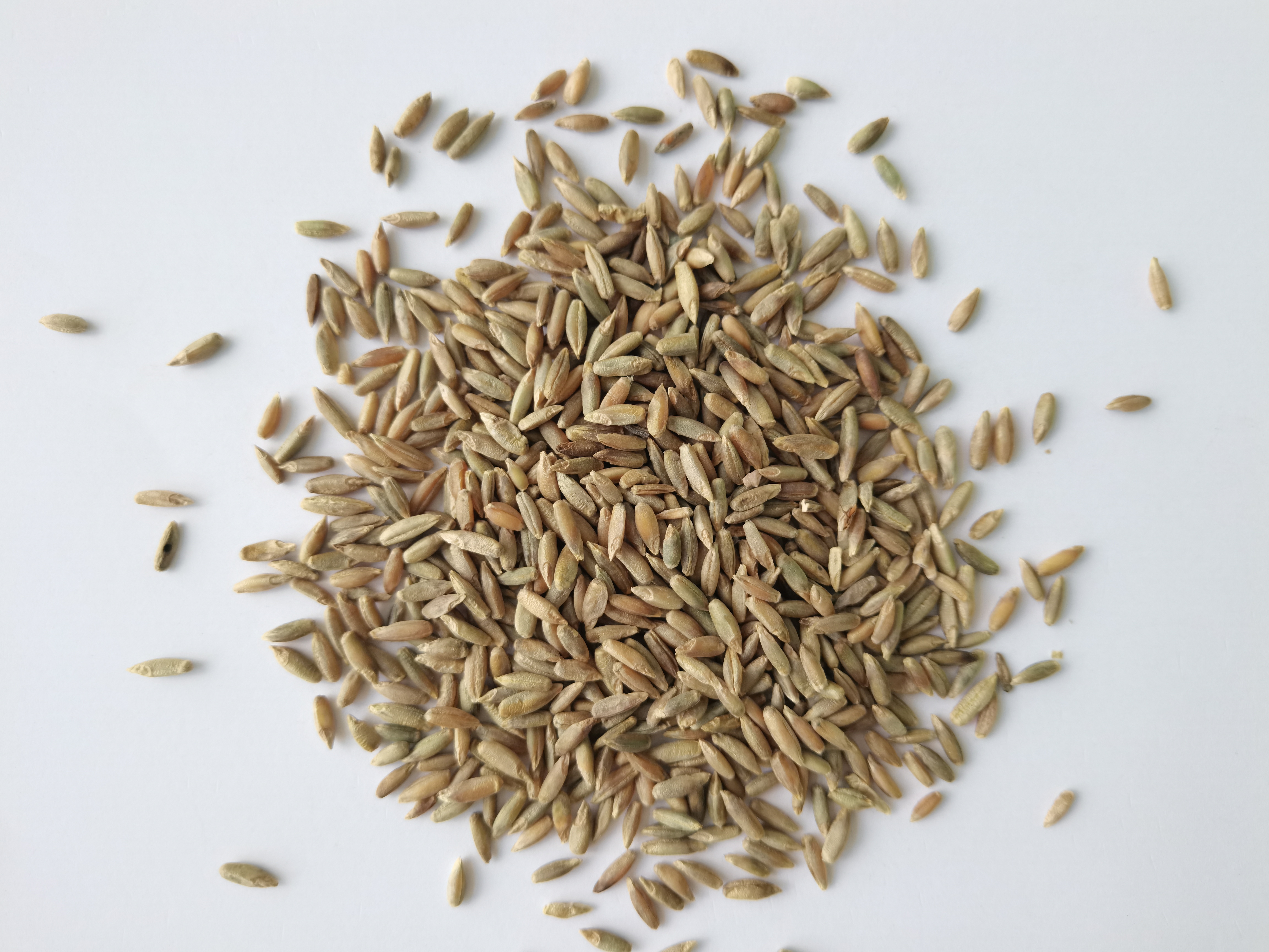 黑麦草籽千千万,货不对板占大半,怎样才能区分黑麦草牧草和草坪