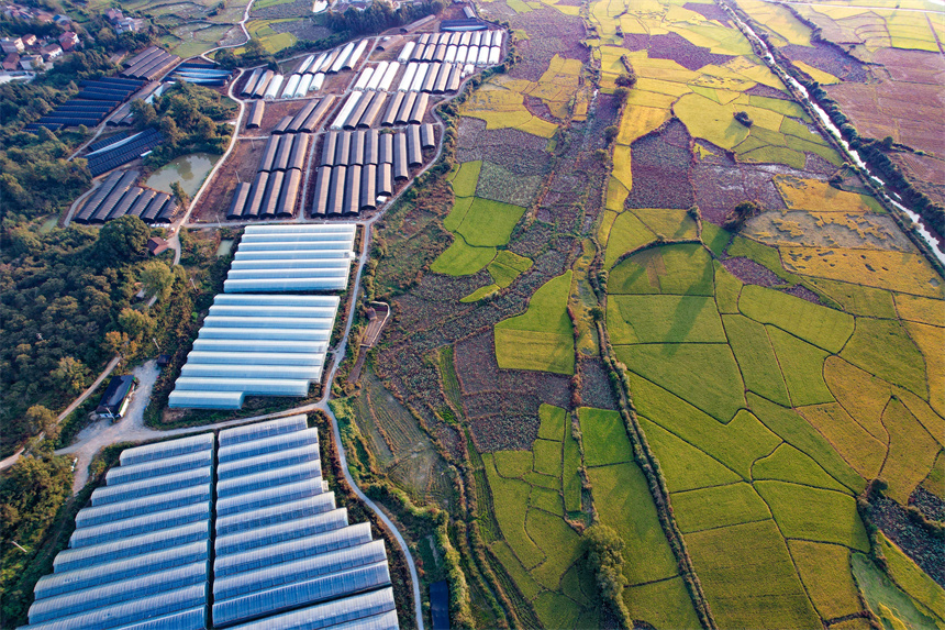 江西广昌:秋日沃野美如画