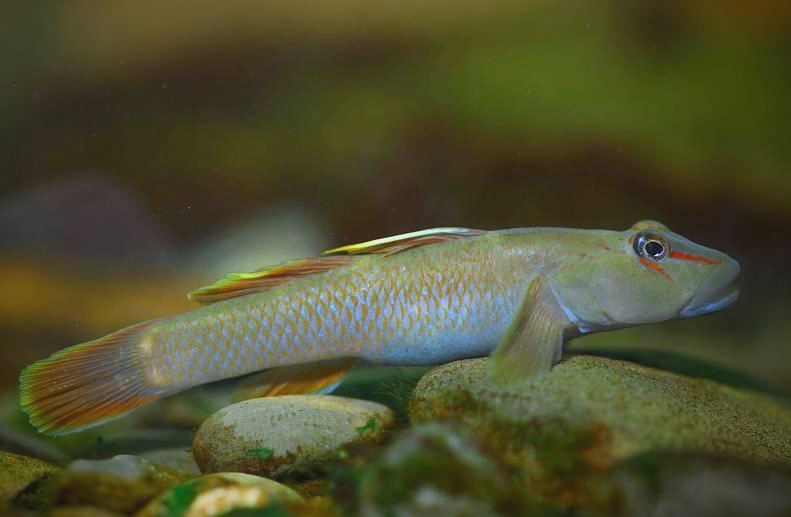 揭秘虾虎鱼的丰富品种与独特魅力