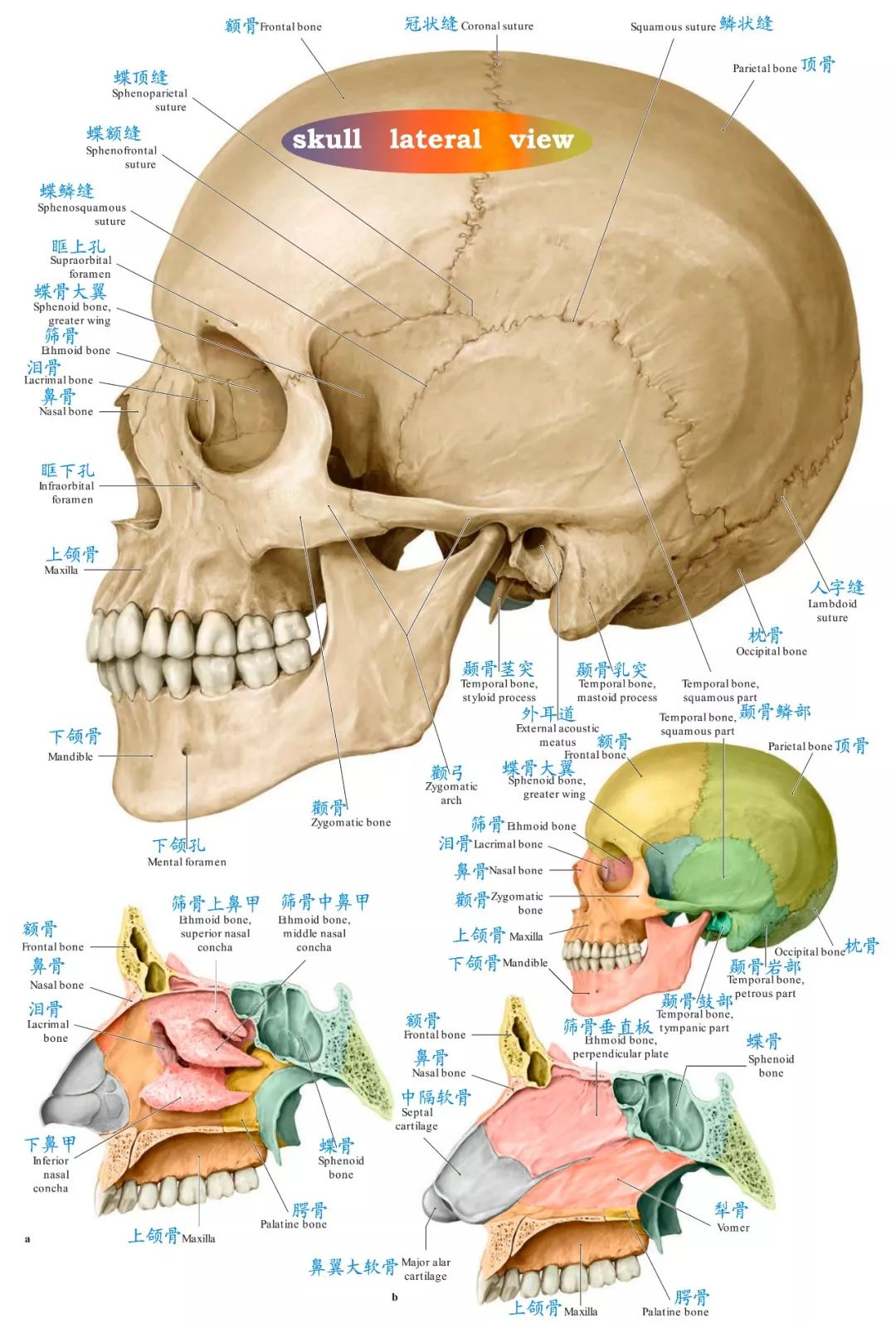 图解|深入理解脑颅骨结构及颅底内外空洞神经血管