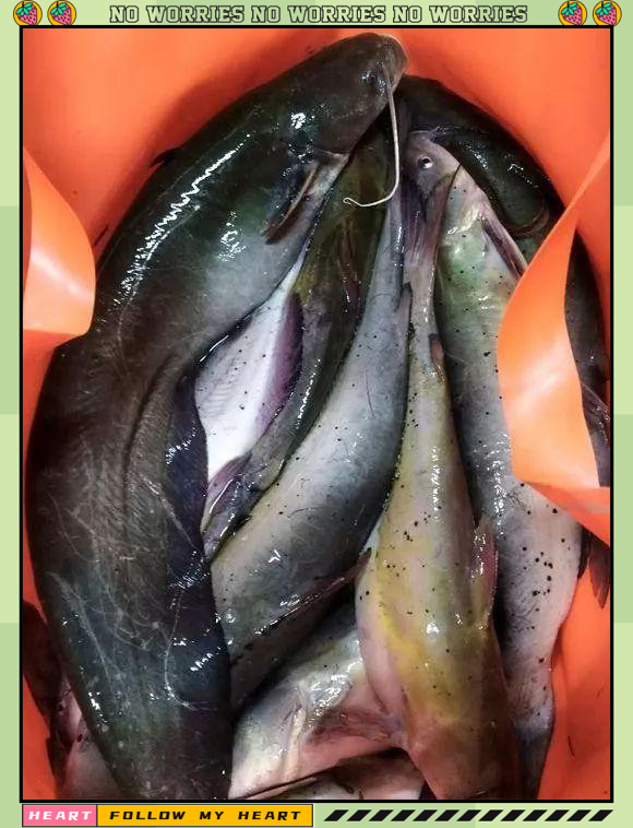 嘉陵江现大量"白骨鱼",体型肥硕,是否为大型掠食鱼?