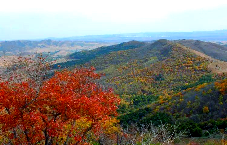 探索沈阳:市花市树,地理特征与文化传承