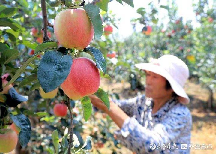 电商助农苹果图片