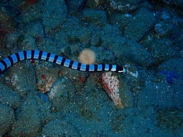 蓝灰扁尾海蛇图片