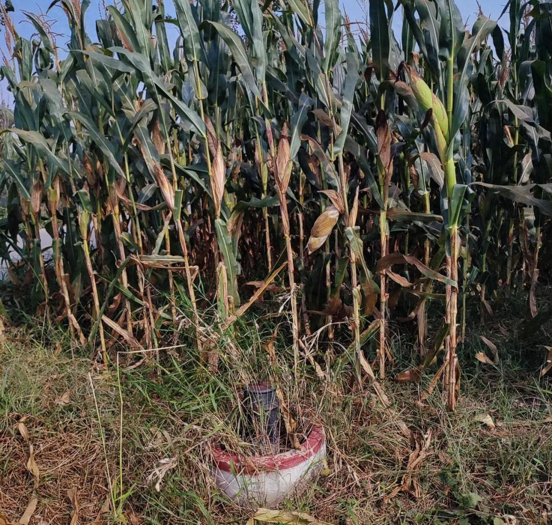 世界最大地下水漏斗补漏