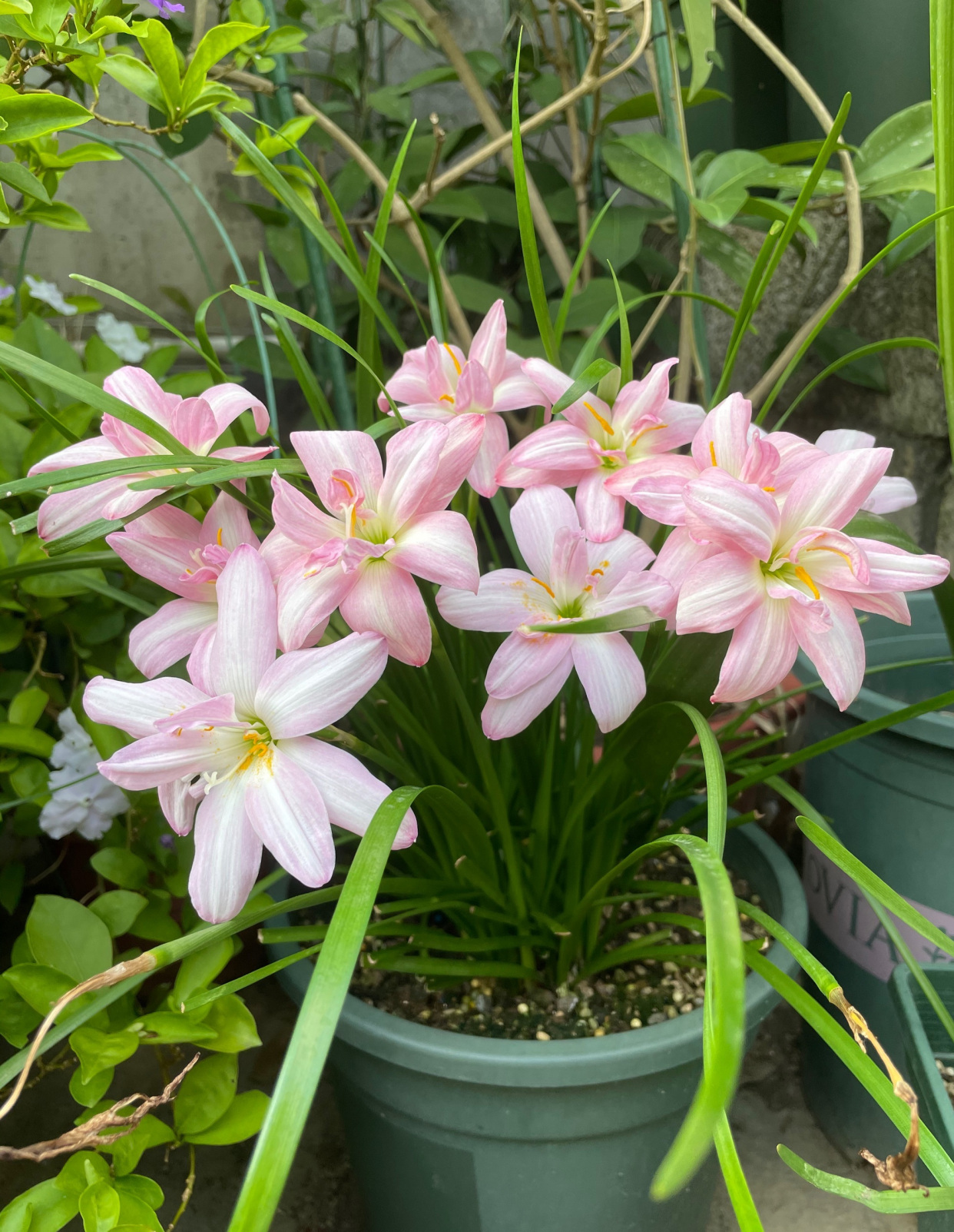 重瓣风雨兰"伊丽莎白",好看又好养,每年花开多次,你值得拥有