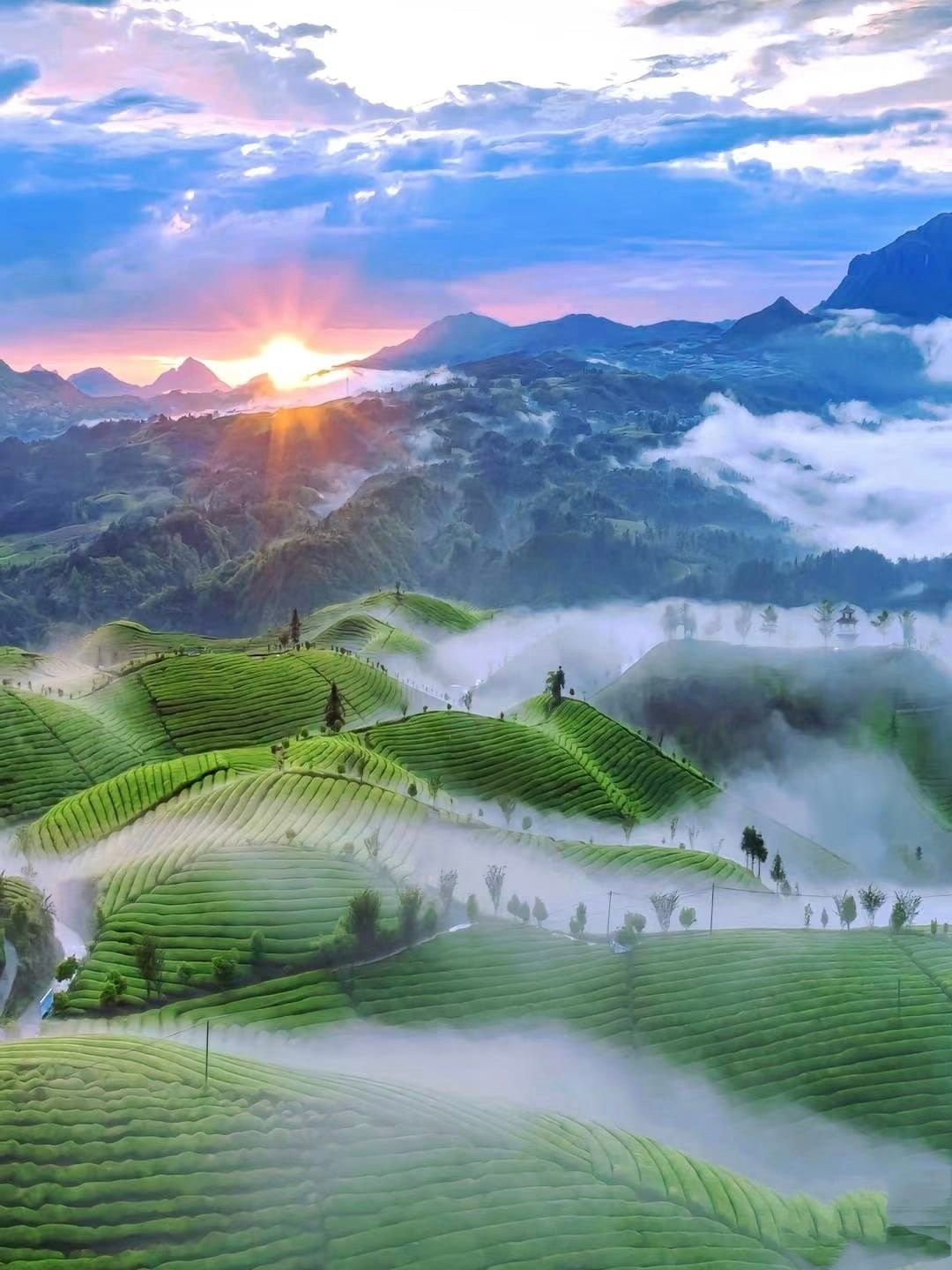 美图欣赏——万里茶园