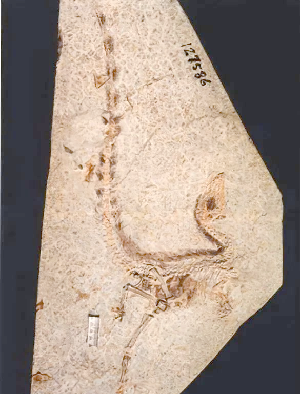 最初,季强等研究人员将这种恐龙化石视为地球上最为原始的鸟类,但后续