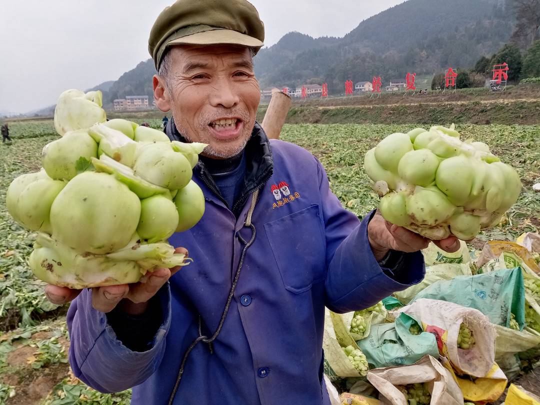 榨菜头收购图片