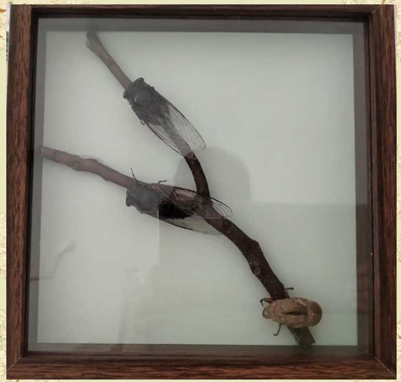 夏日序曲此刻,蝉的标本已然制作完成,它静静地躺在简约的框架中