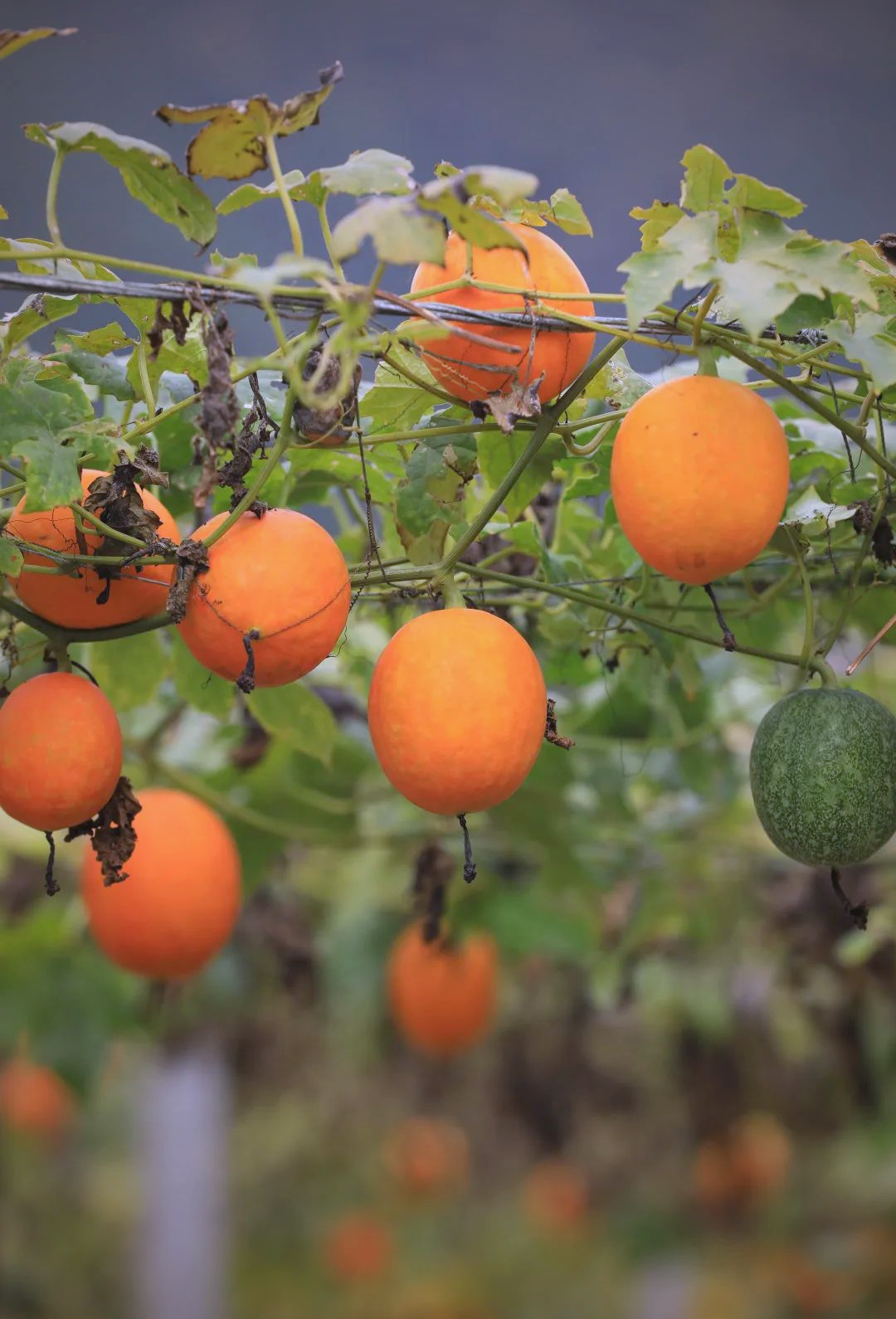 德旺乡净河村吊瓜丰收,瓜子经济成村民致富新路