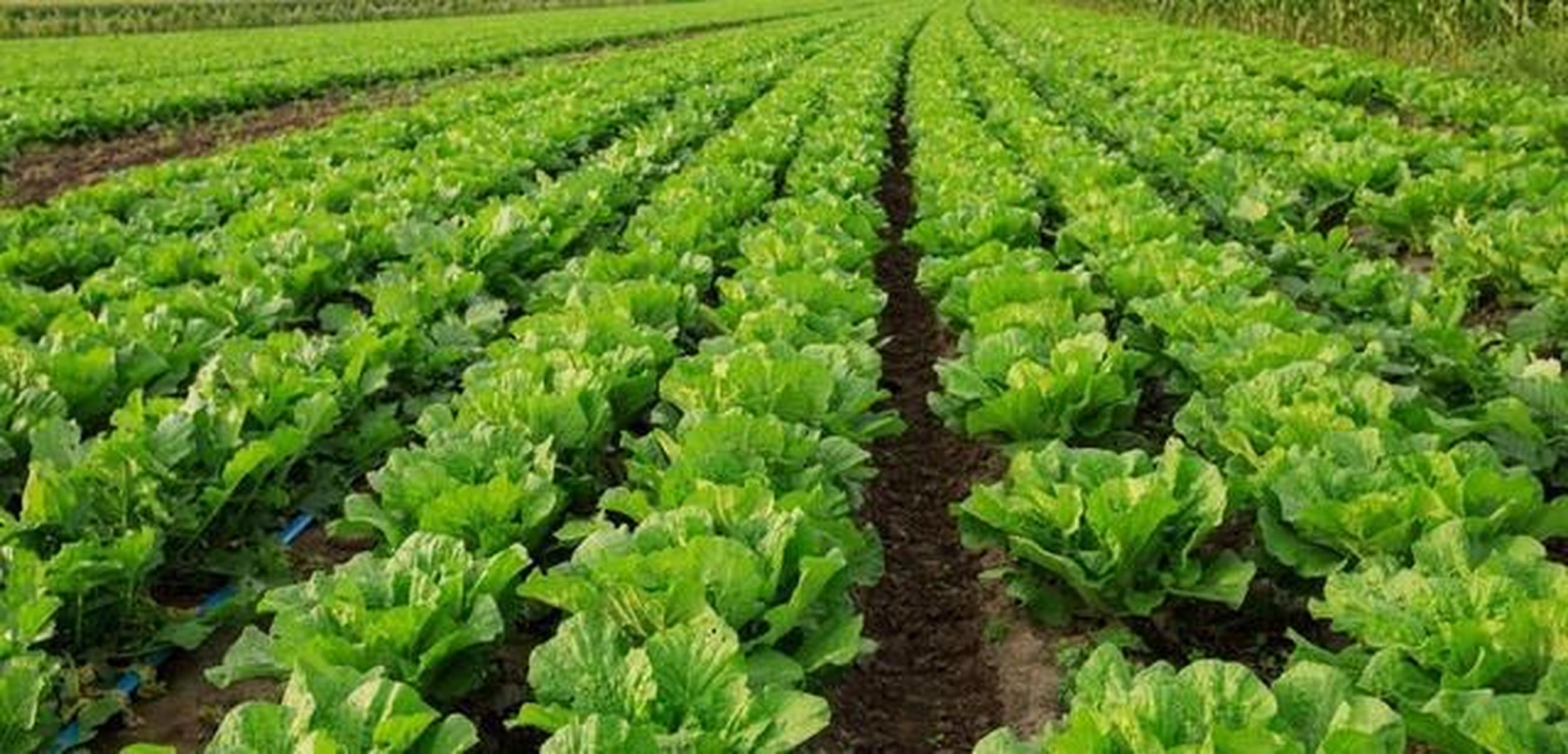 停止进口亿吨转基因大豆,就要7亿亩耕地来种植,大白菜怎么不?