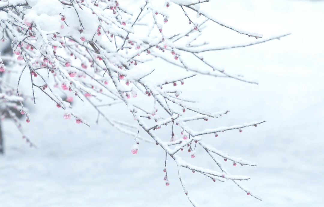 雪中梅花:浙江冬日的迷人交响曲