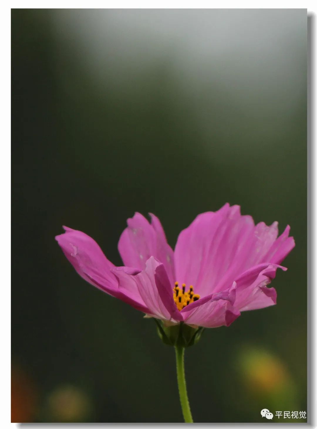 「摄影」遇见格桑花