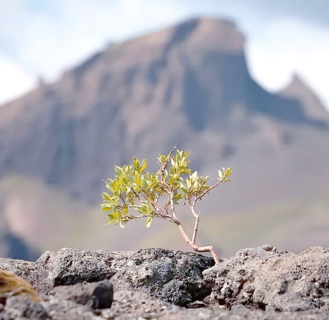这株小小的植物都蕴含着如此强大的生命力,更不必说那棵历经百年的