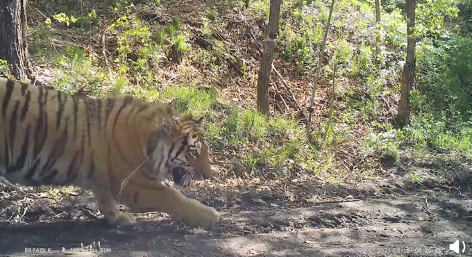 进村东北虎放归自然现场视频:身形健硕!试探着走出铁箱
