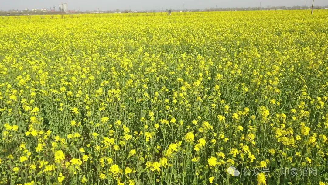 邯郸各县域赏花地图来啦一起穿越花海探寻大美邯郸的春天印记