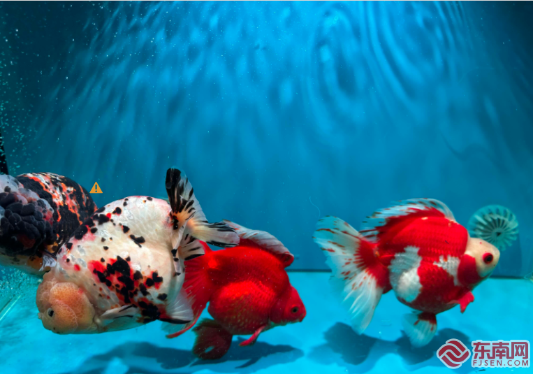 第六届中国(福州)金鱼大赛获奖金鱼揭晓