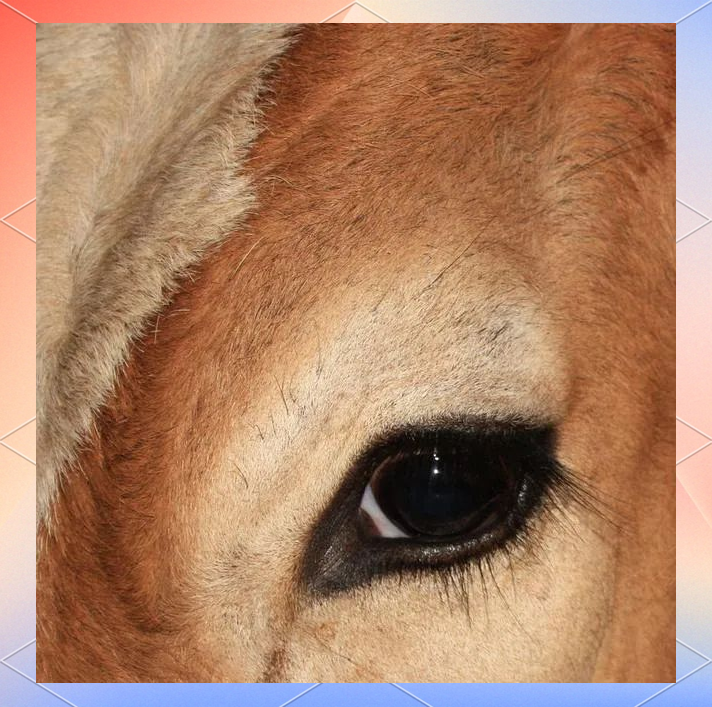 牛眼肉为何是高档肉,你知道它的秘密吗