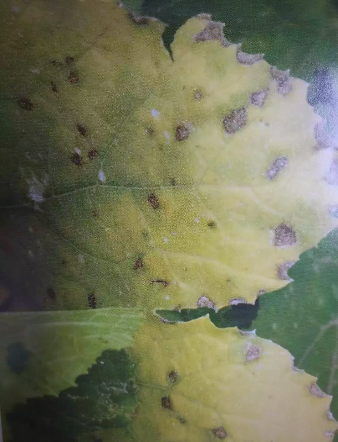 西葫芦病害详解及防治指南