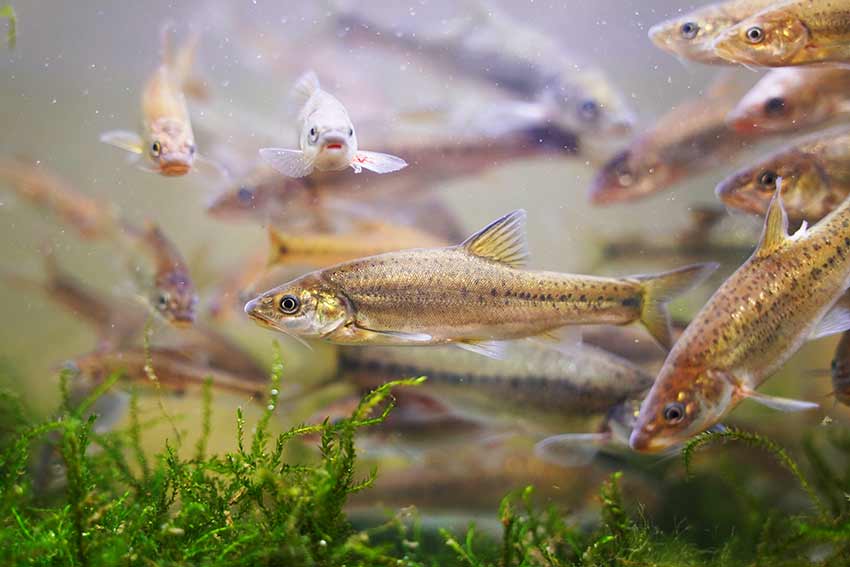 云南富源:濒危土著鱼曲靖金线鲃重现"江湖"