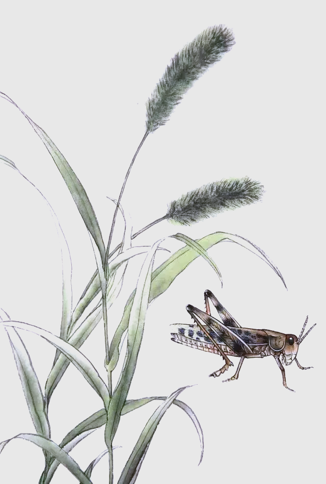 蝗虫工笔画技法详解