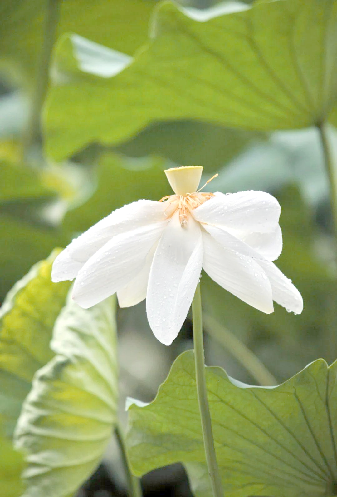 摄影|探寻白莲花的多样风采