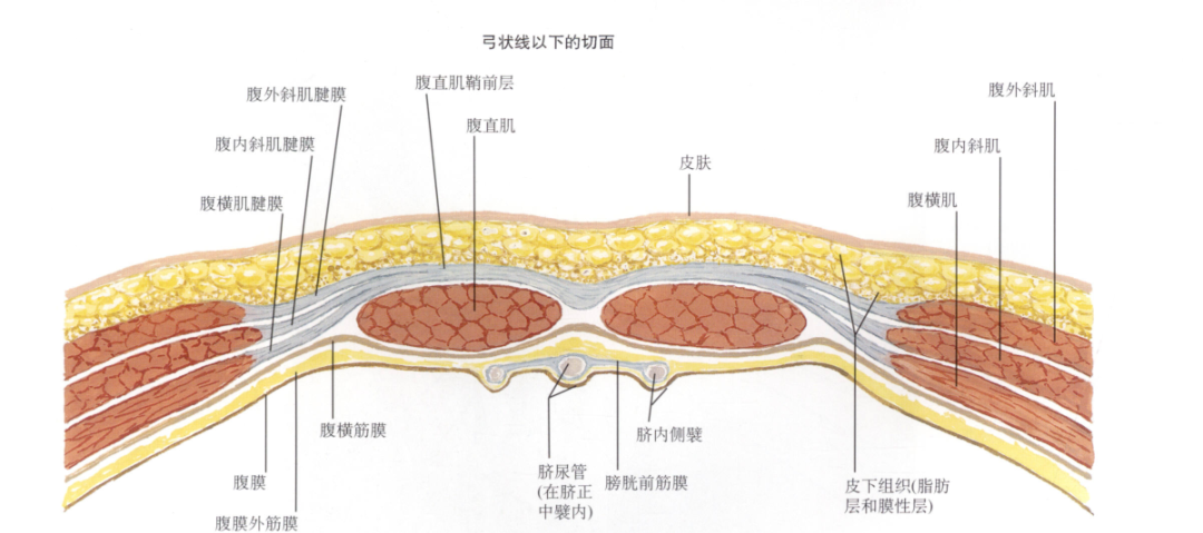 图集展示|深入腹部解剖的奥秘
