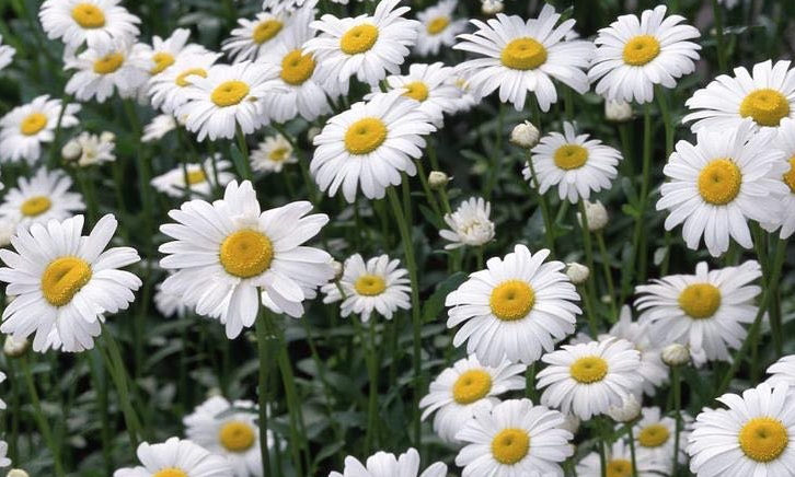 洋甘菊是哪国花?