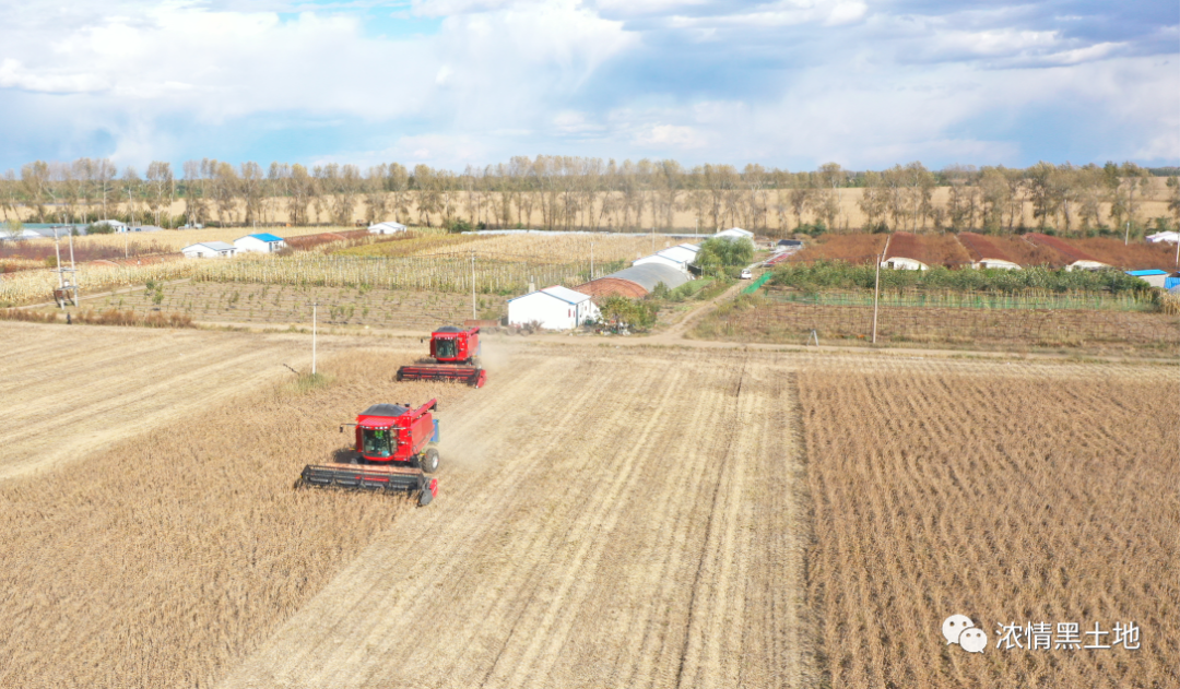 5万元!八五二农场玉米喜获丰收i亩产489斤!