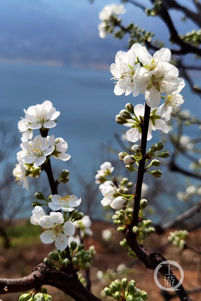 宾阳李花图片