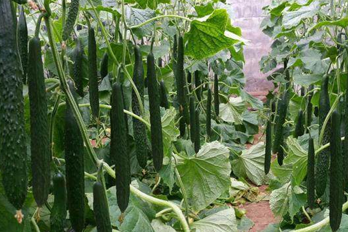 黄瓜种植想高产,掌握老辈人总结的4要3忌,让你种的黄瓜产量高