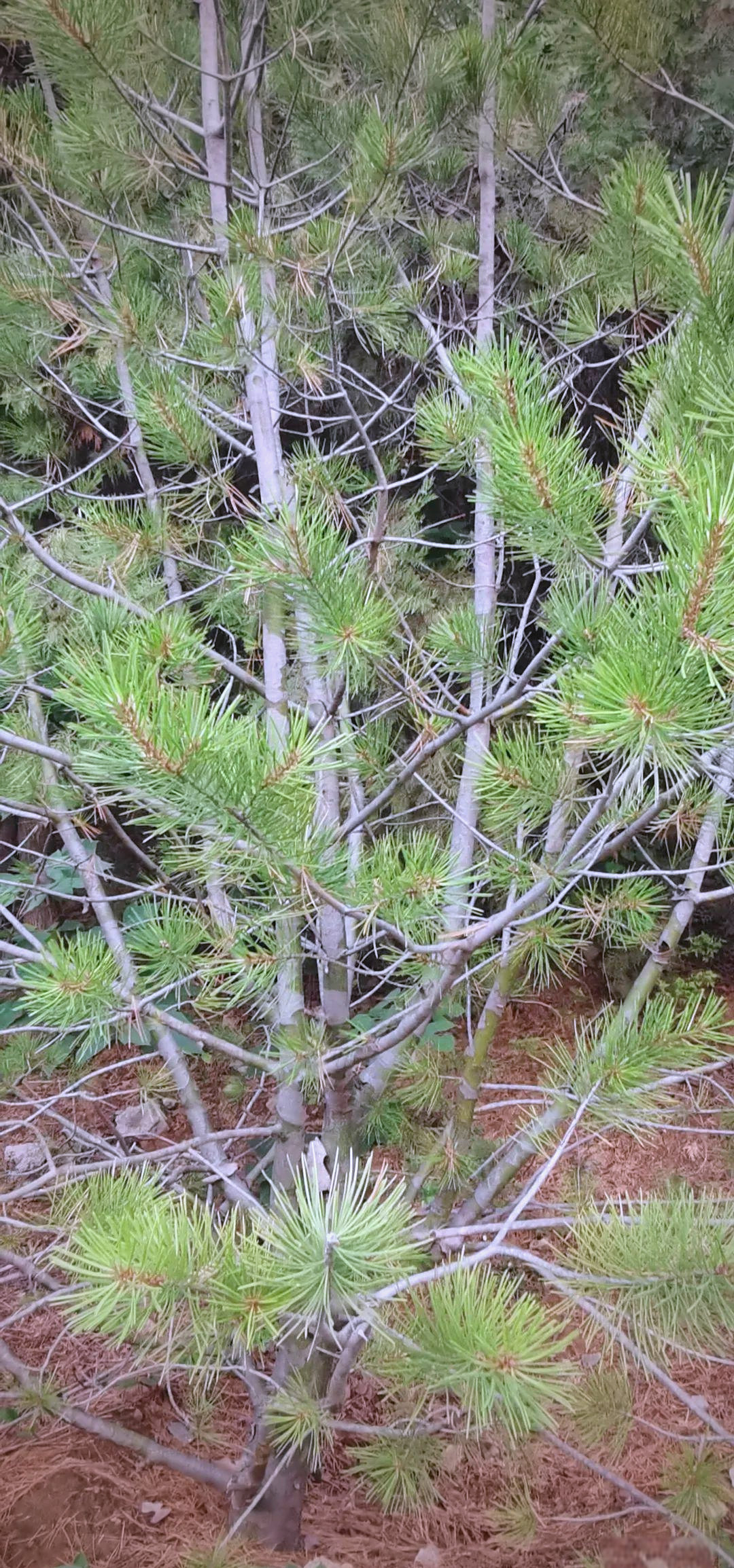 探索松柏的多样品种与特征