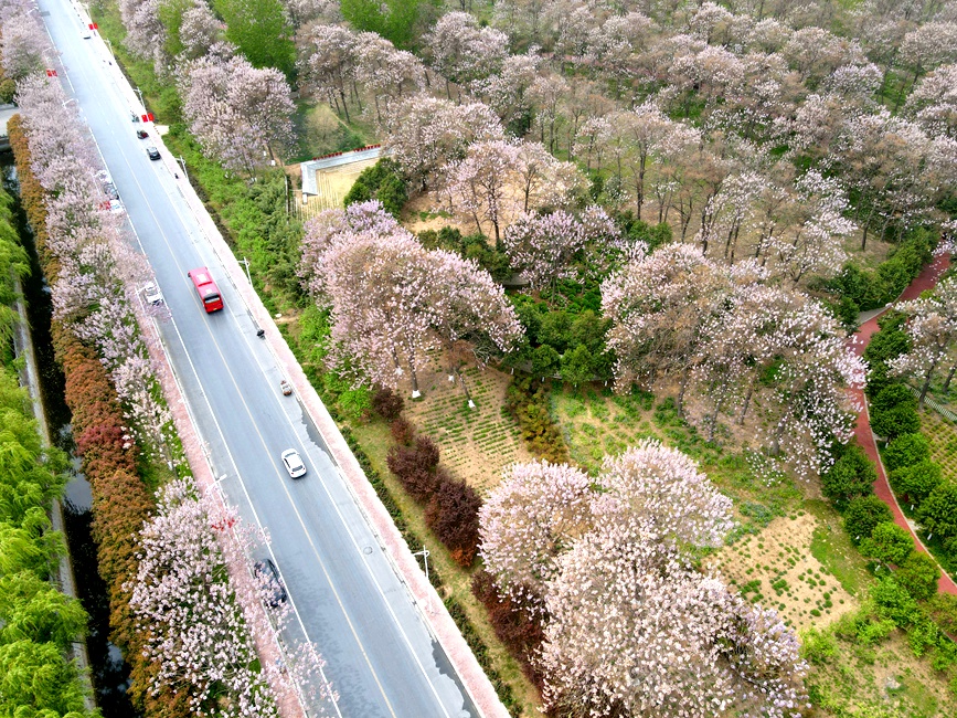 河南蘭考:桐花飄香迎客來