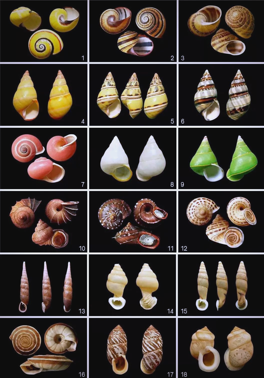 糖果蜗牛,这一特色物种源自古巴,其鲜艳的颜色令人眼前一亮