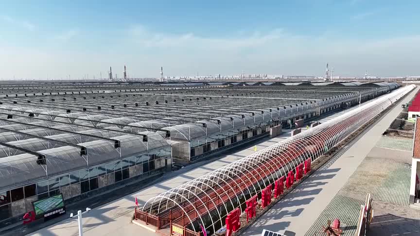 东营市垦利区:盐碱地上"播种"新希望