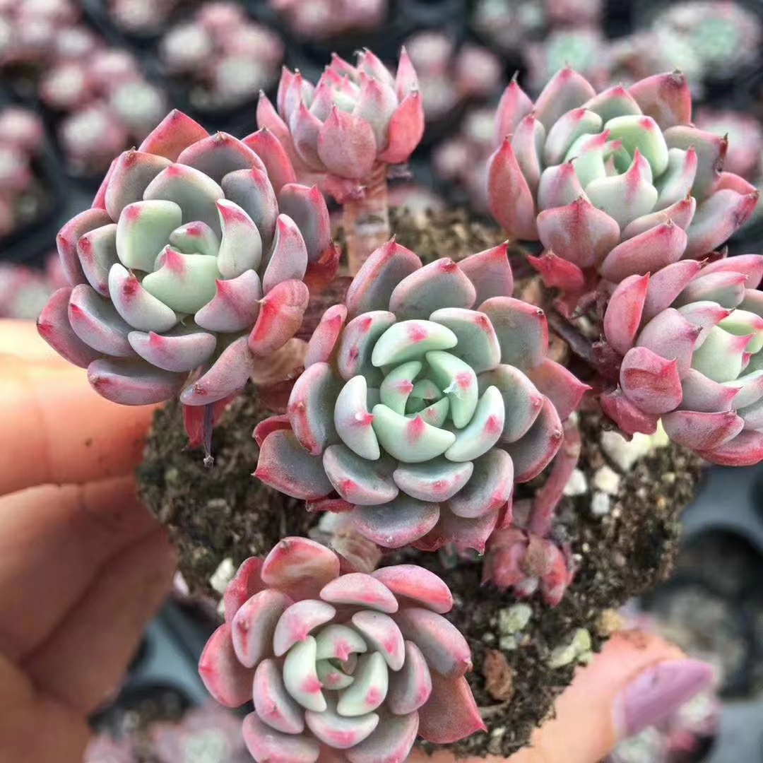 多肉植物界的小可爱"娜娜小勾",外表精致小巧,容易群生