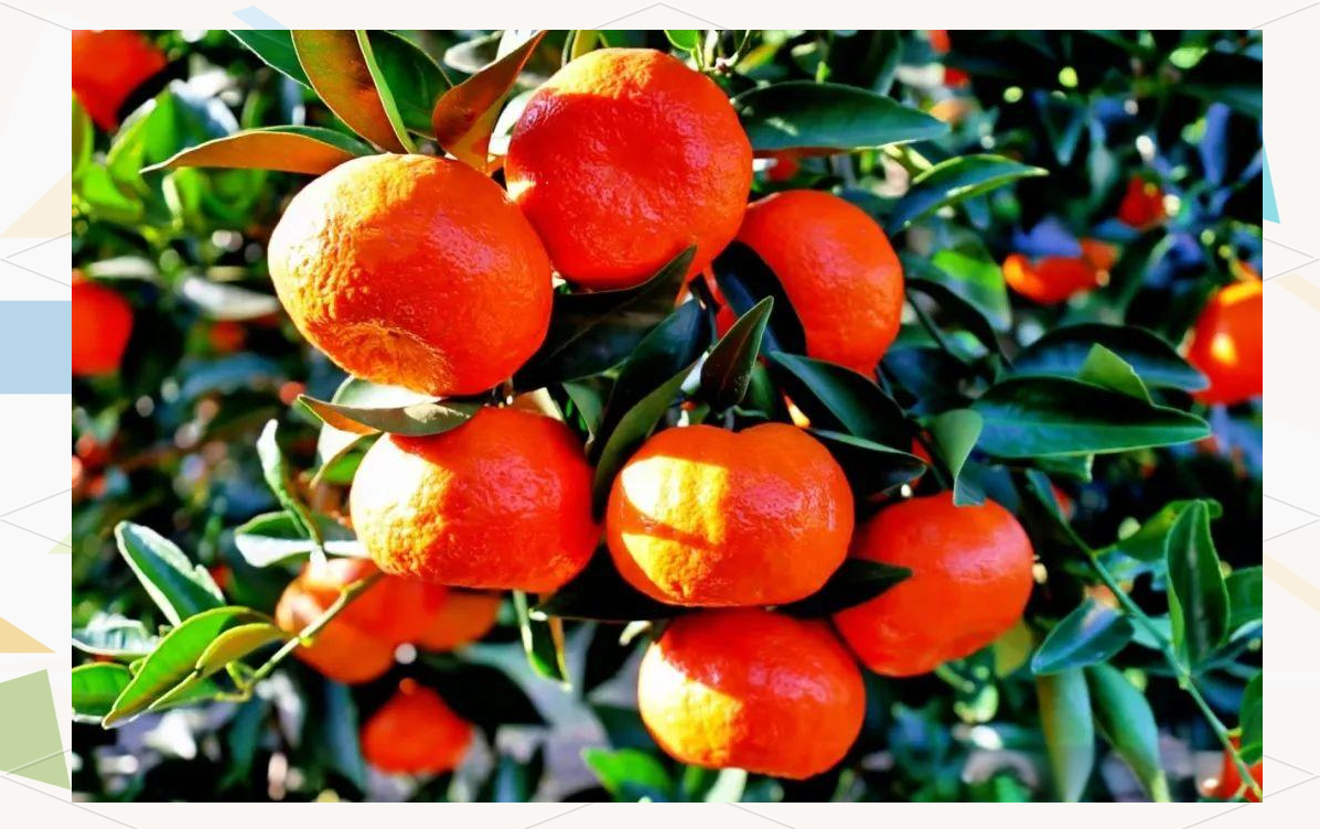 福橘丰收,连江人品味儿时美味!