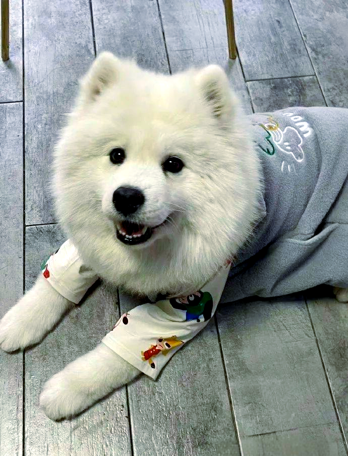 多种温顺狗狗推荐,适合家庭饲养!