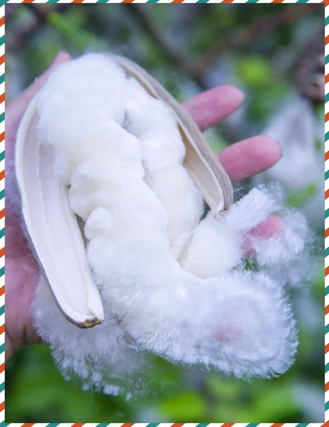 广州木棉盛开,棉花飞絮如"飘雪"美景再现!