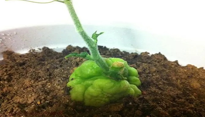 佛手瓜11月发芽怎么办