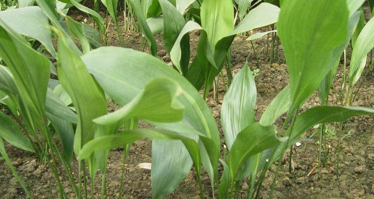 單子葉植物莖為