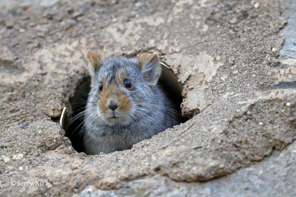 傻傻分不清的川西鼠兔