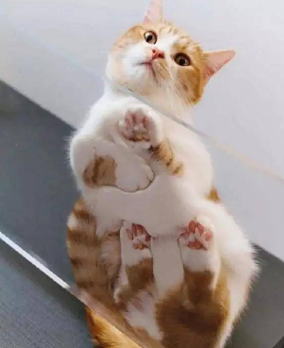 我们经常会发现,猫咪做出一种奇特的姿势,就是把四个爪子都放在肚子