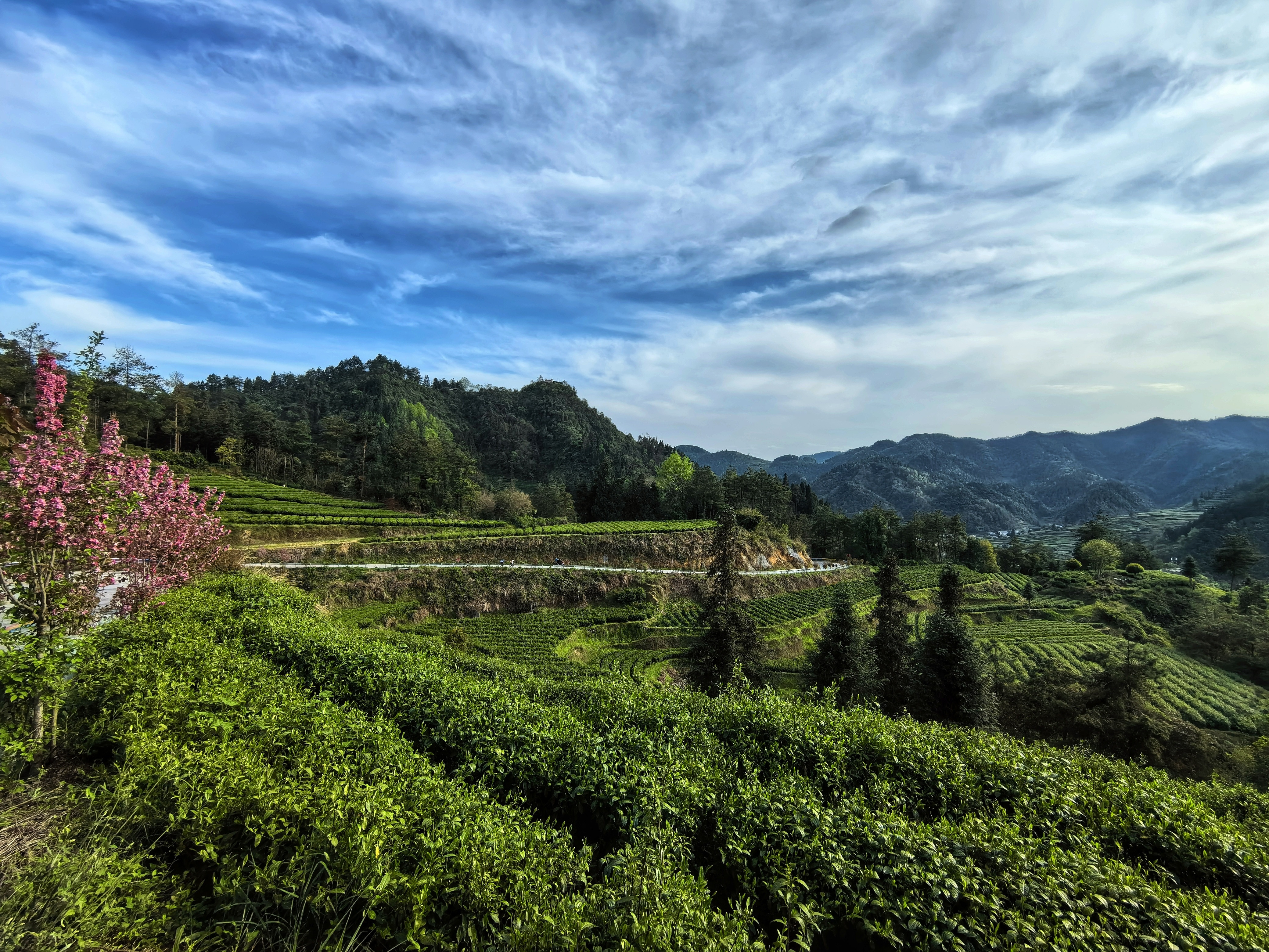 茶山春韵